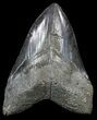 Fossil Megalodon Tooth - Georgia #56463-1